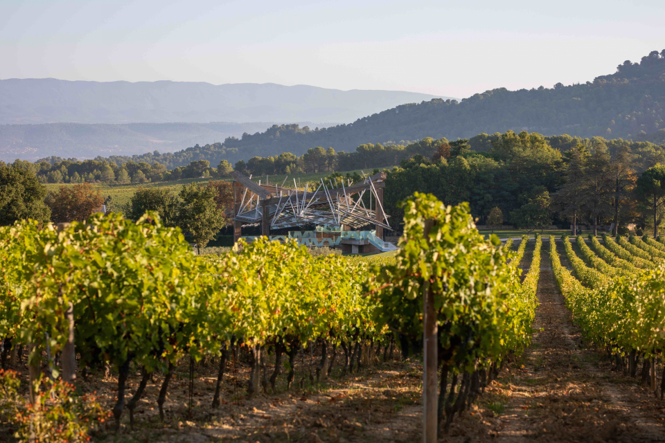 Vignes